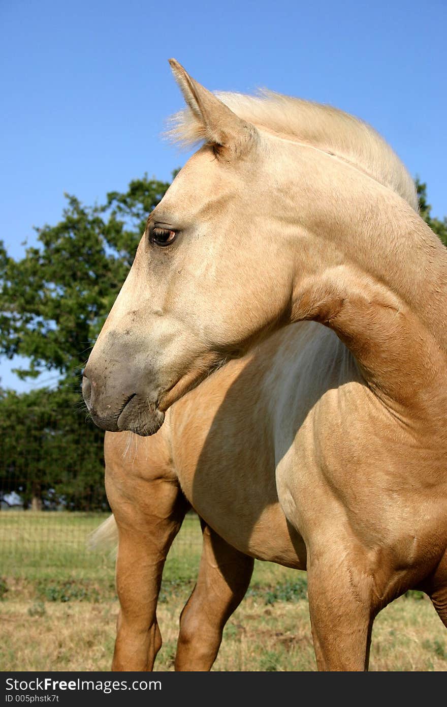 Palomino colt in late afternoon sunshine with sad look in eyes