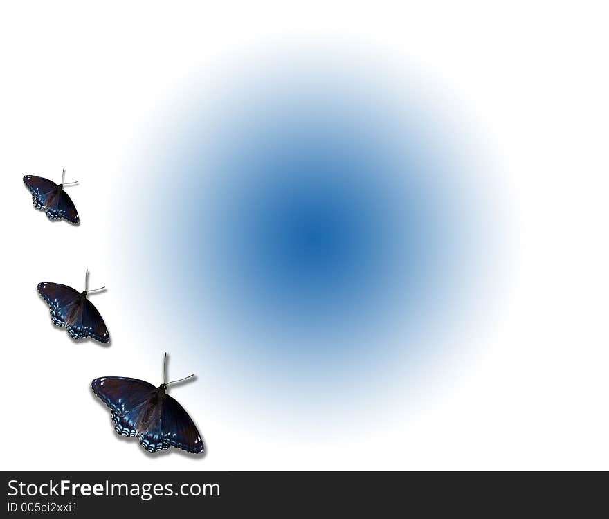 Butterflies isolated over blue and white background. Butterflies isolated over blue and white background.