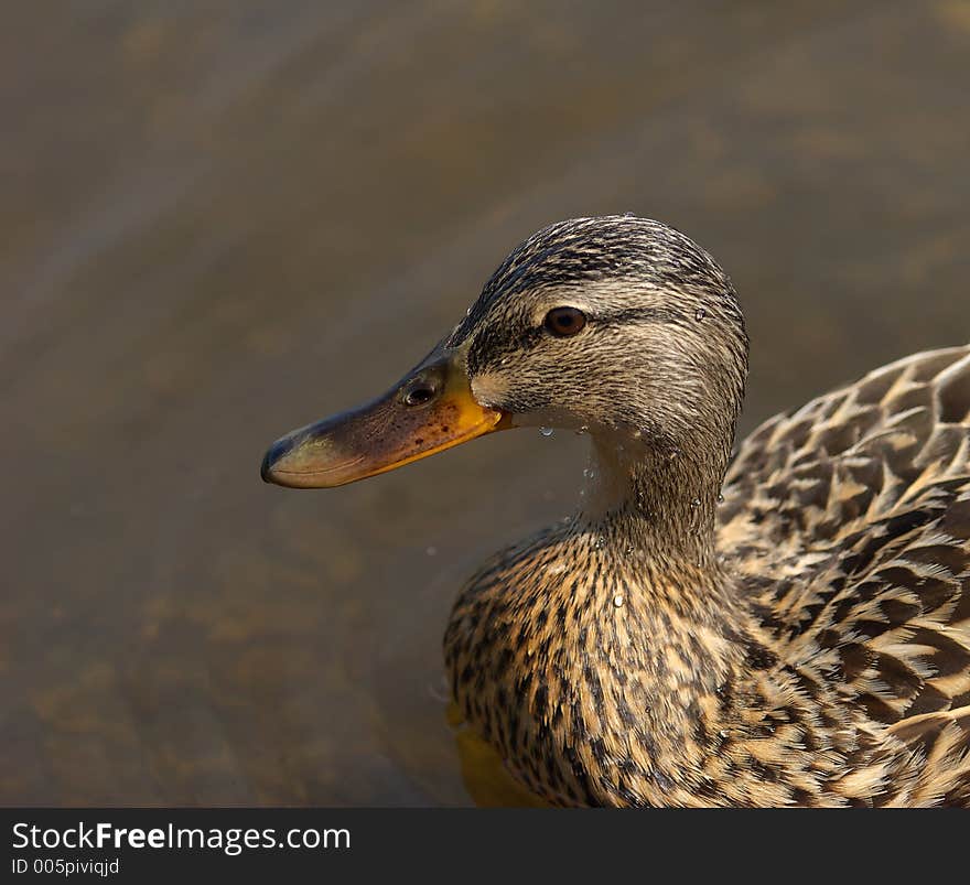 Mallard head shot at Burnaby lake sanctuary