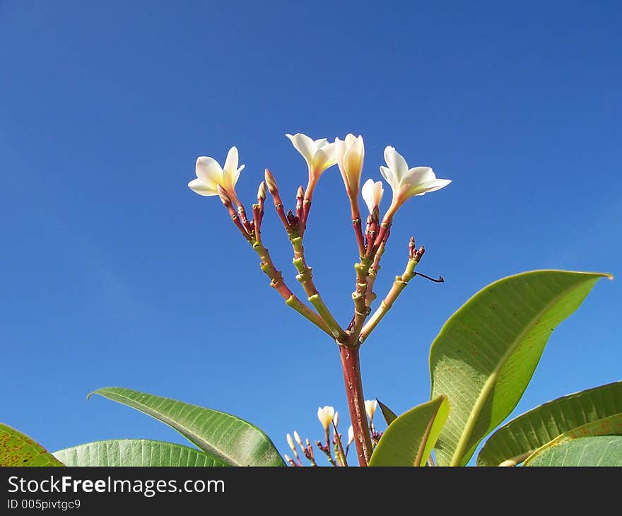 The nice flower called KEMBANG JEPUN in Bali Island. The nice flower called KEMBANG JEPUN in Bali Island