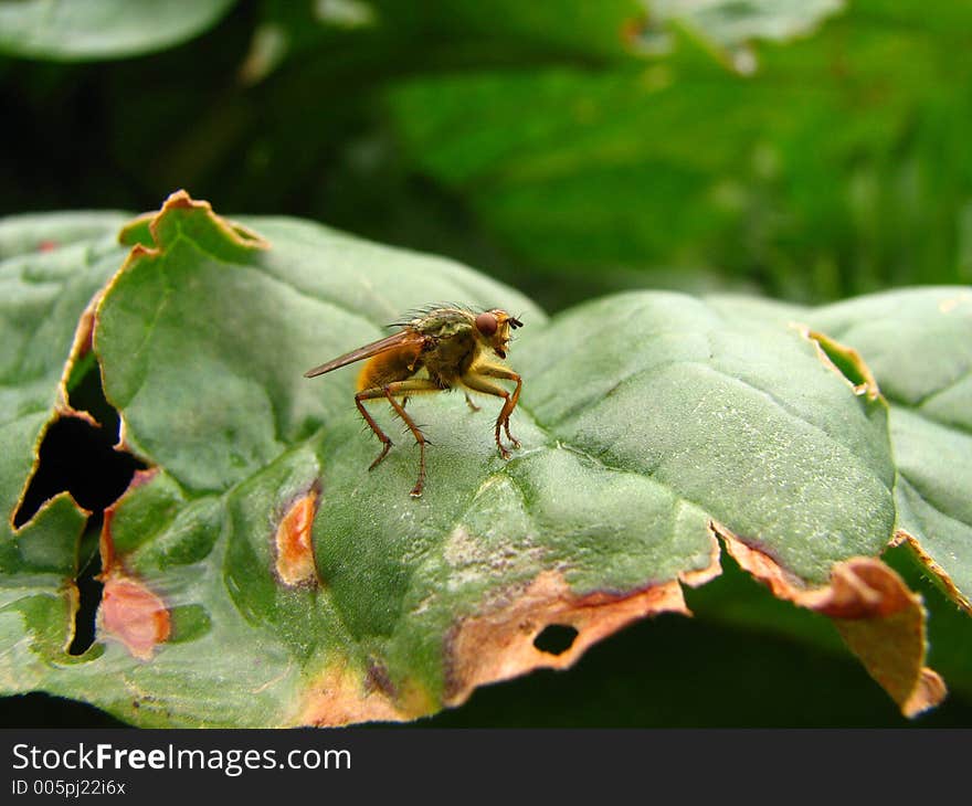 Insect on Rhubarb leaf