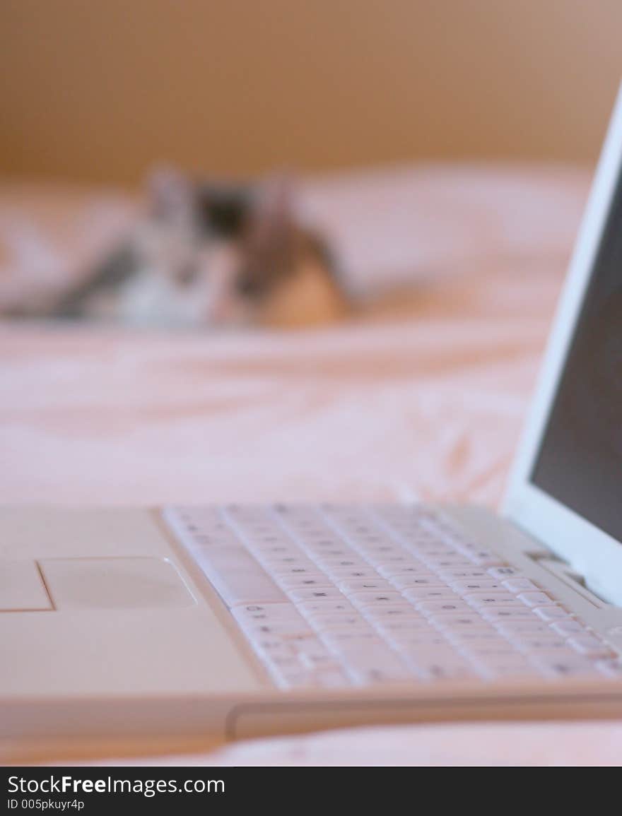 Cat staring at white laptop on the bed. Cat staring at white laptop on the bed