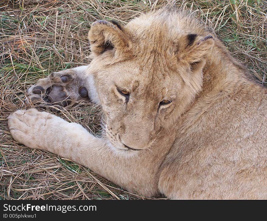 Young lion in africa