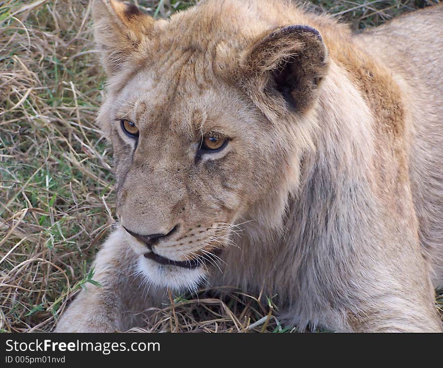 Young male lion, africa