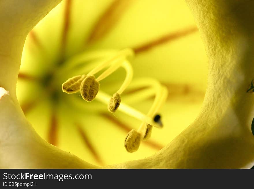 Stamen of Golden cup flower