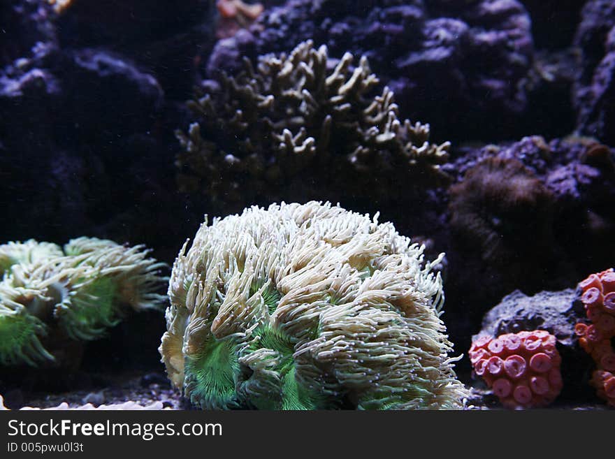 Aquarium Anemone