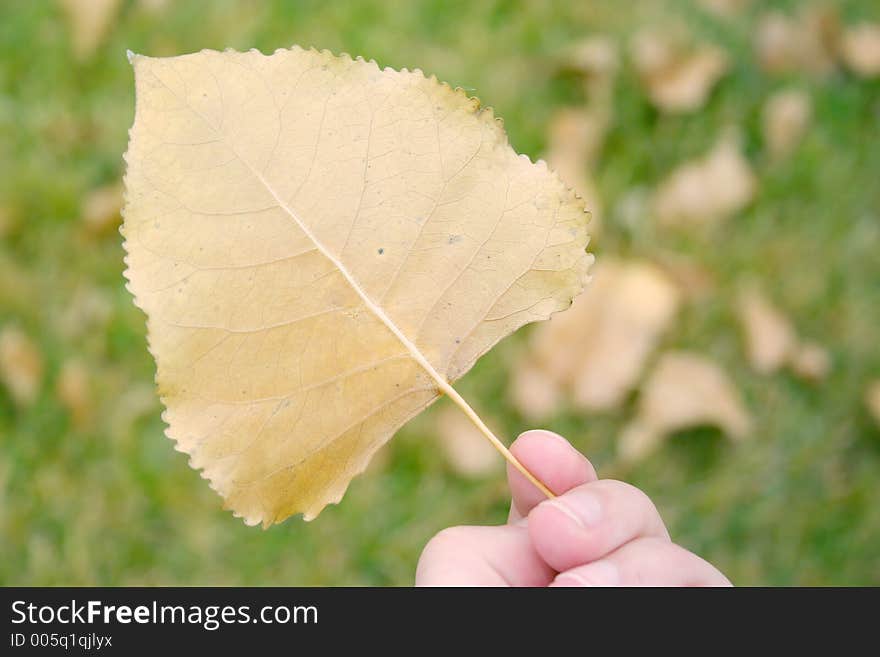 Autumn colors