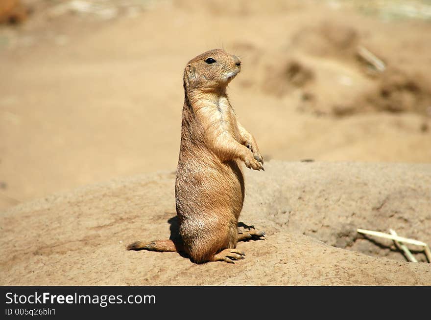 A prairie dog right after comming out of his burrow