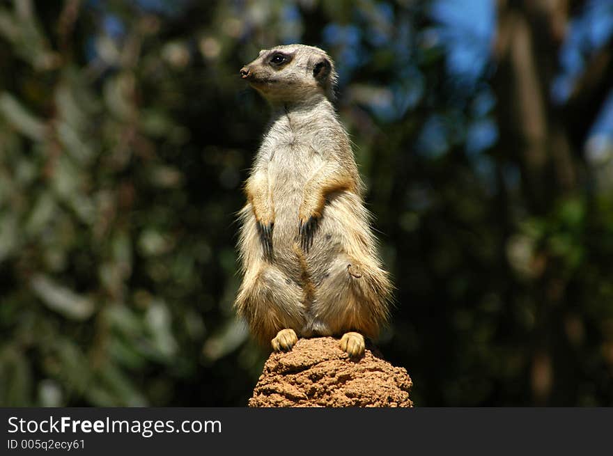 A meerkat keeping watch over the rest of the family. A meerkat keeping watch over the rest of the family