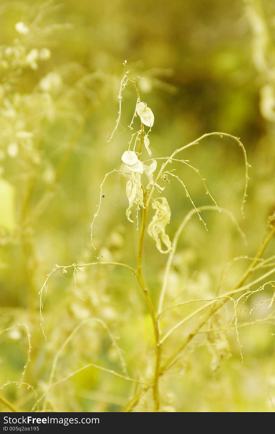 Plant closeup