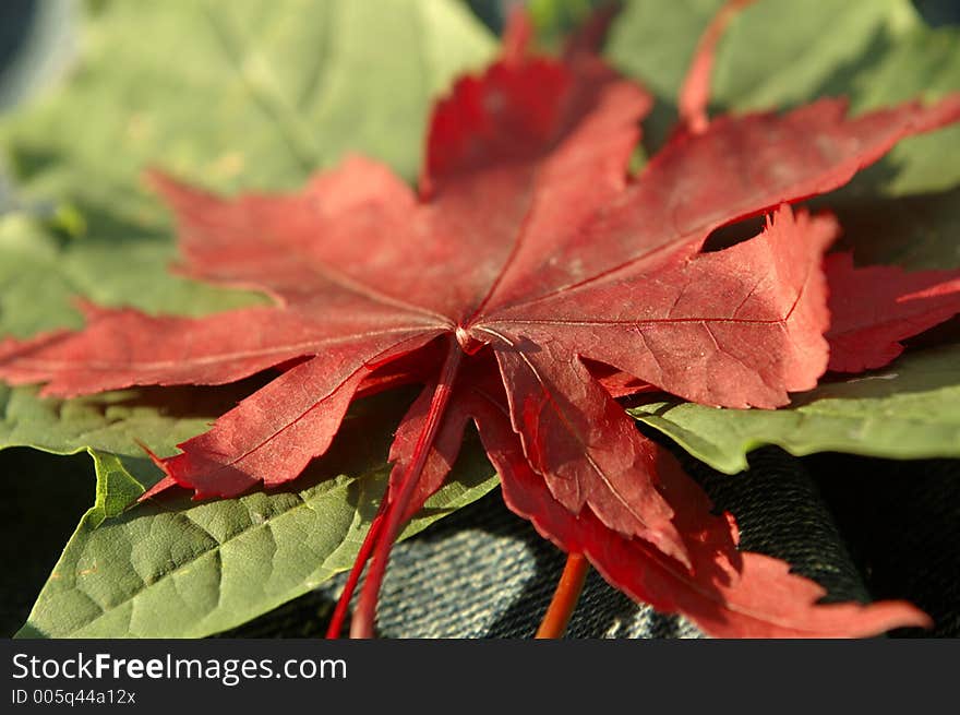 Leaves stacked on a jeans jacket. Leaves stacked on a jeans jacket