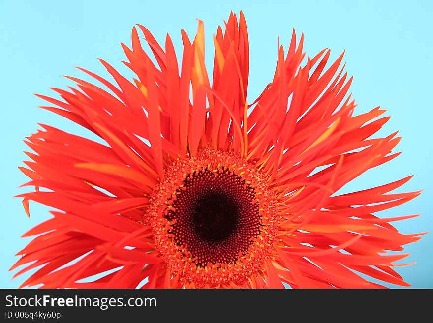 Gerbera isolated over blue