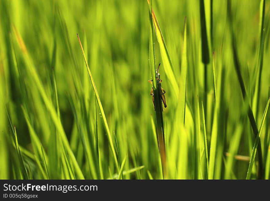 Grasshopper on blade of grass