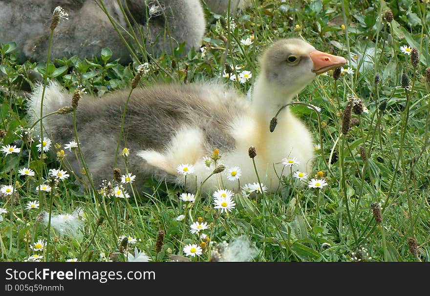 Young goose. Young goose