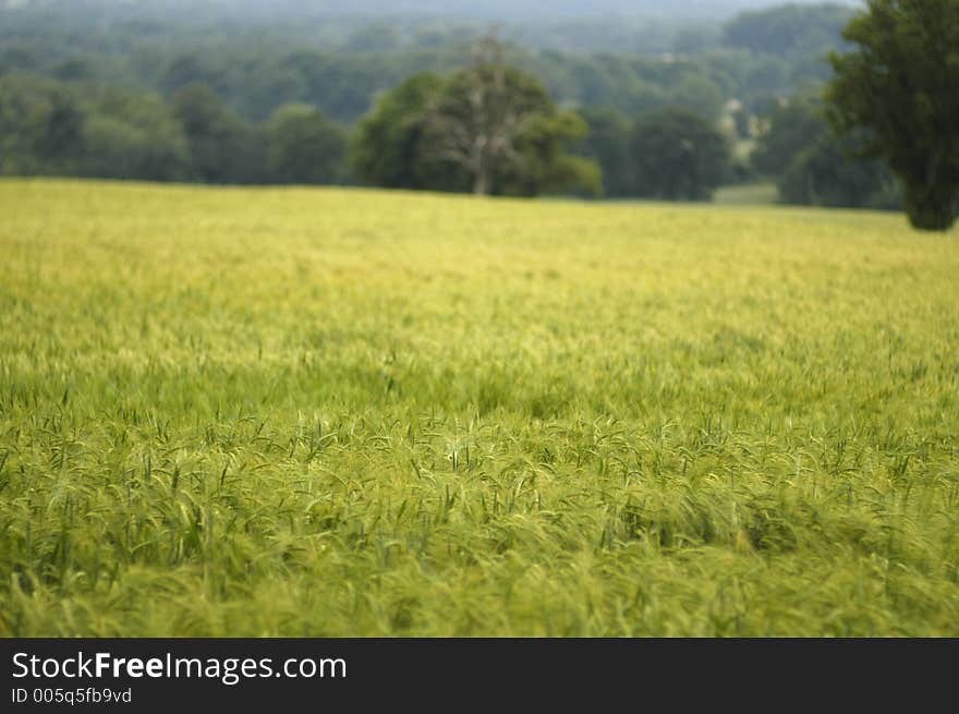 Field of Barley