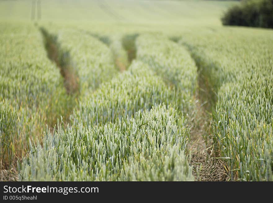 Tracks through wheat field