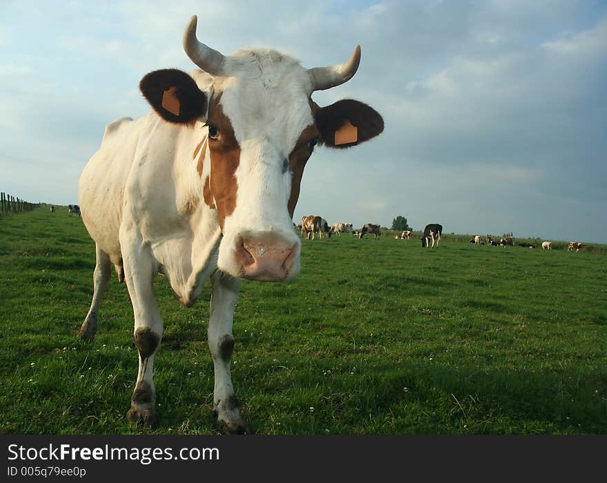 Cow