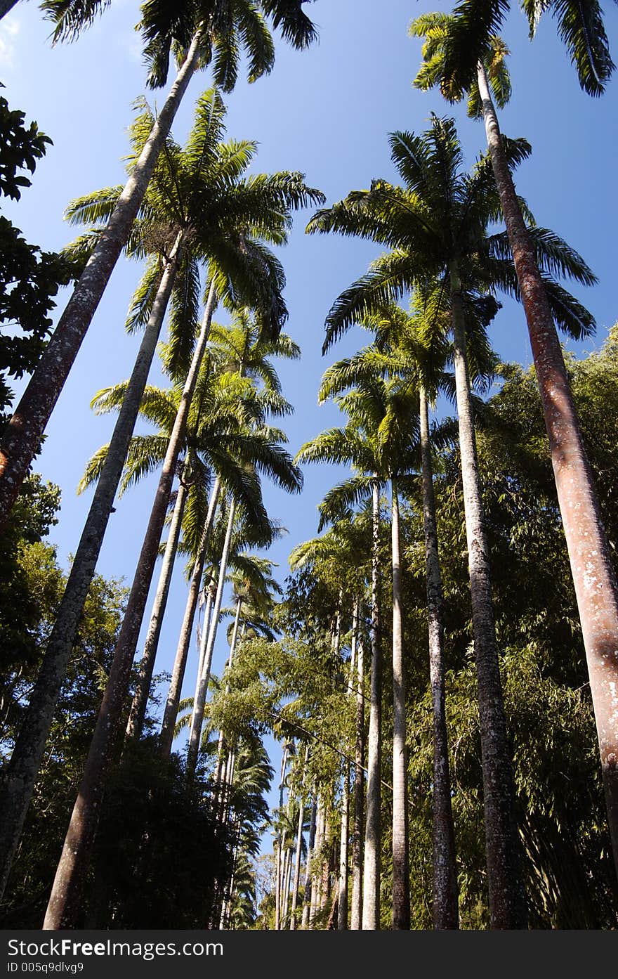 Palm trees and a blue sky