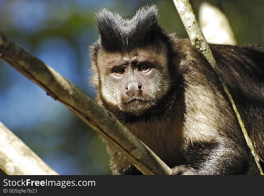 A curious monkey posing on a branch