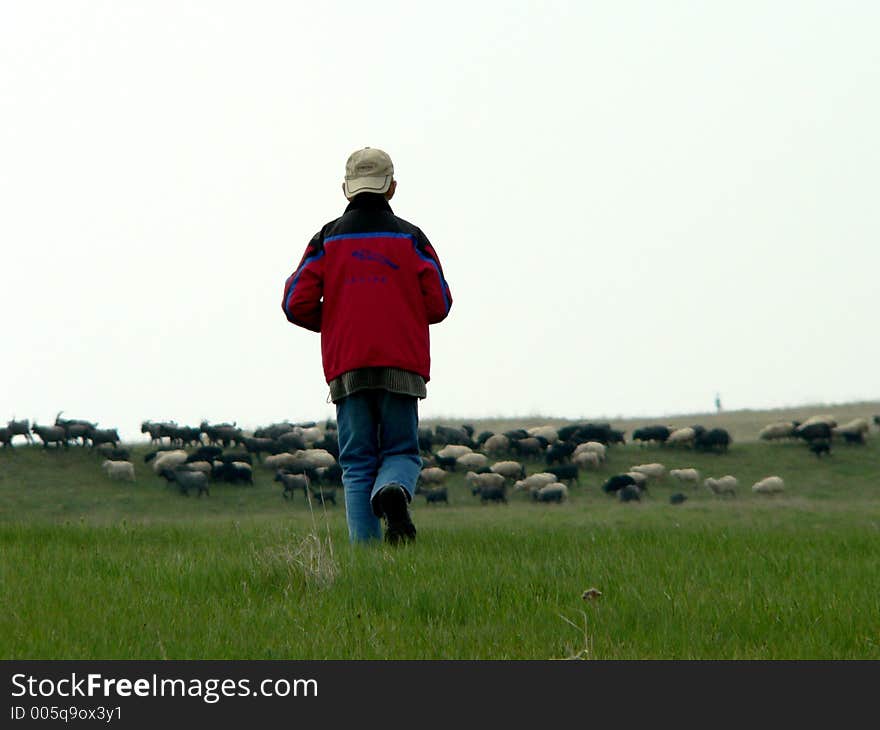 Boy young shepherd on field. Boy young shepherd on field