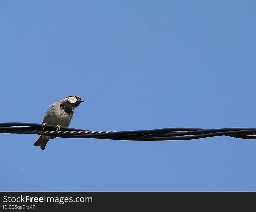 Little grey sparrow with blues sky. Little grey sparrow with blues sky