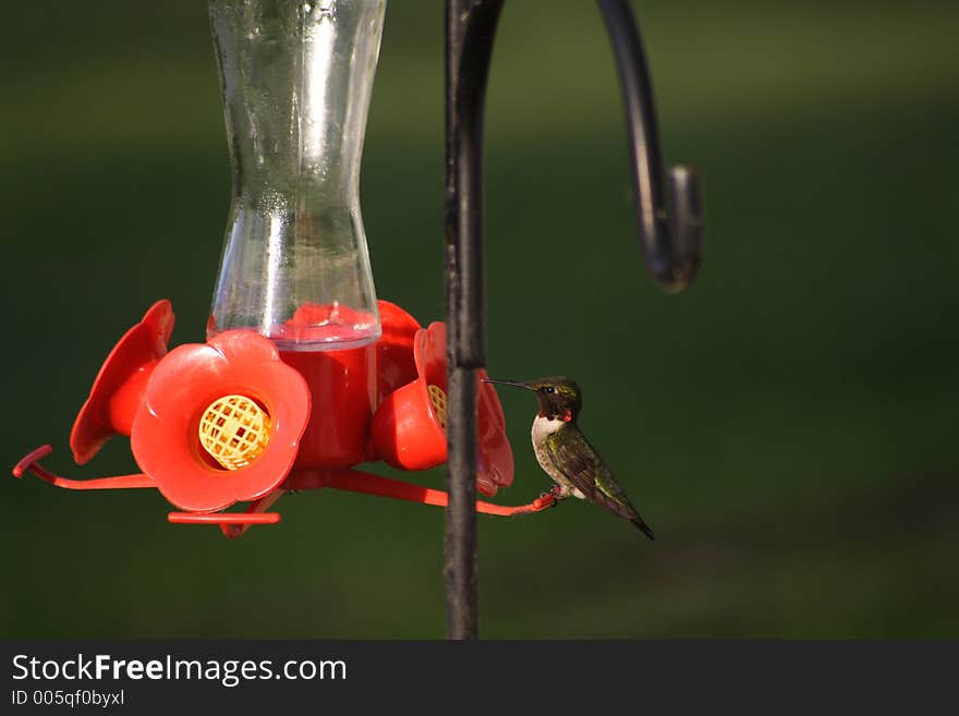 Hummingbird on a feeder