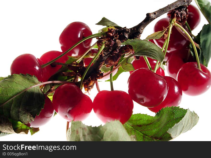 Cherry on branch, white background