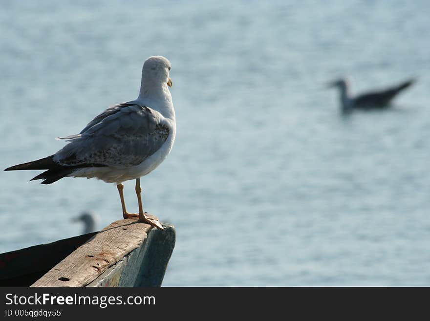 Seagull on a boat