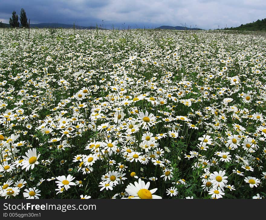 Camomile flower