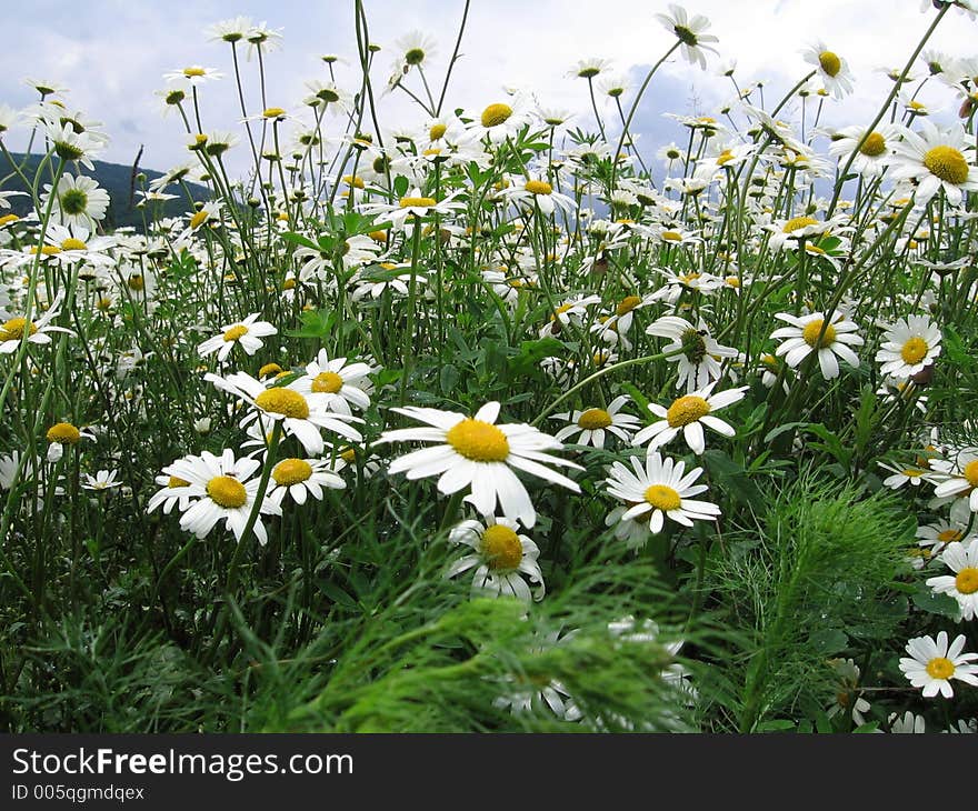 Camomile flowers in CrimeaColored flowers. Camomile flowers in CrimeaColored flowers