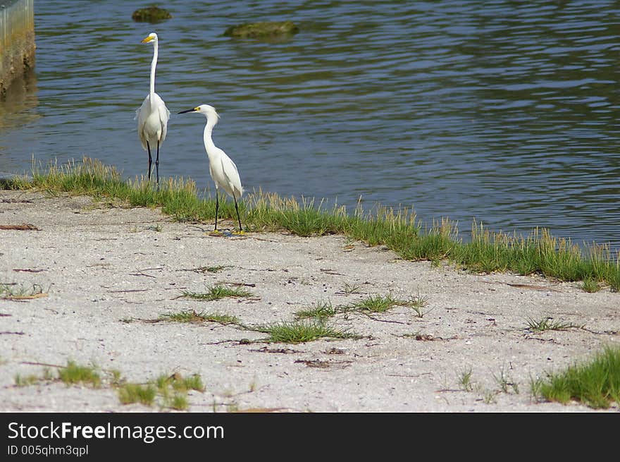 Snowy Egret