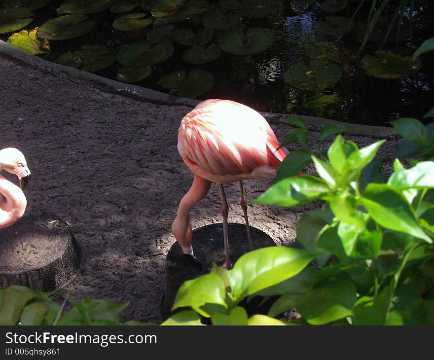 Pink Chilean Flamingo