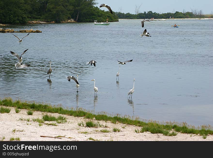 Feeding Frenzy