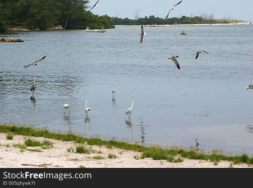 Gulls In Flight