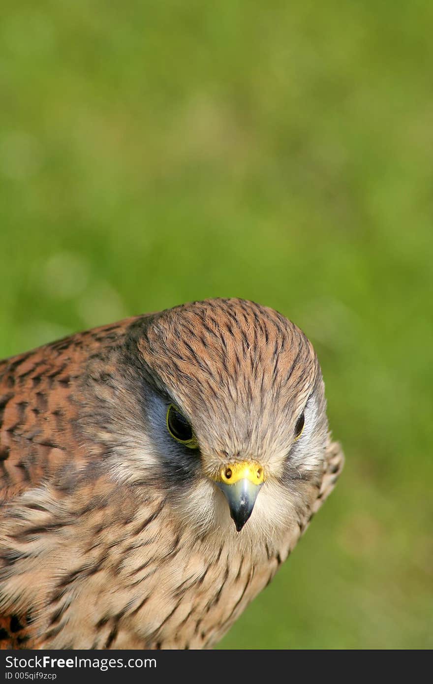 Hawk and background