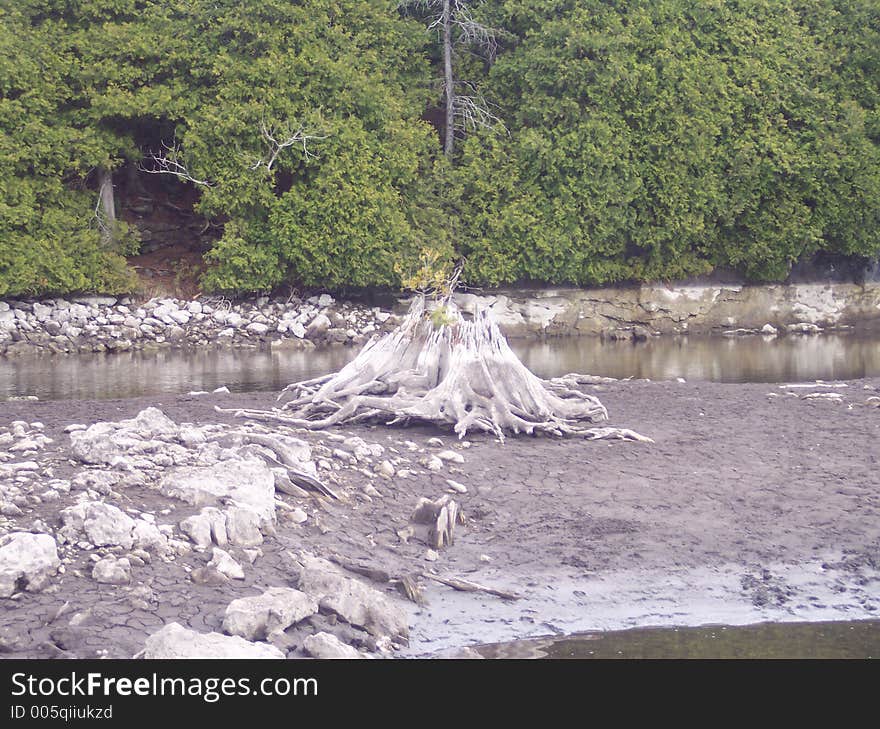 An old waterlogged stump in a drying lakebed.