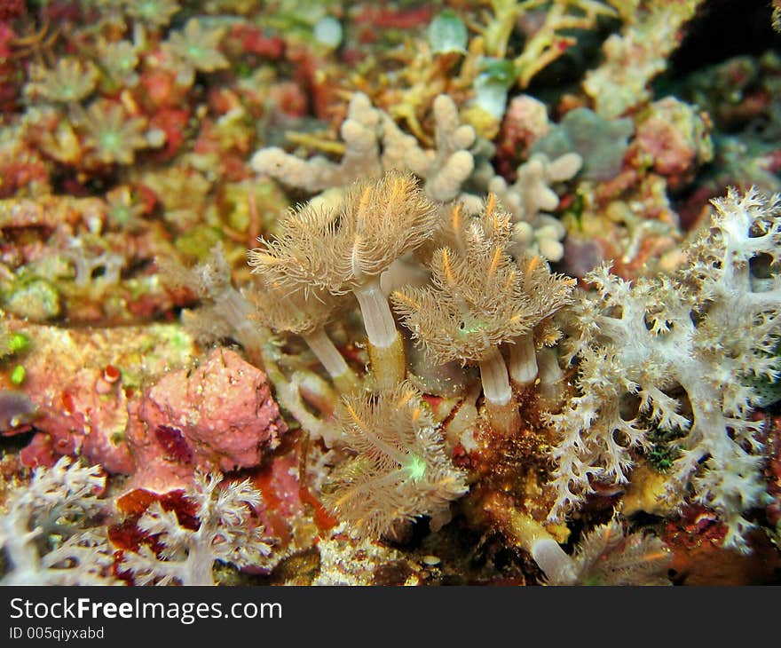 Soft Coral