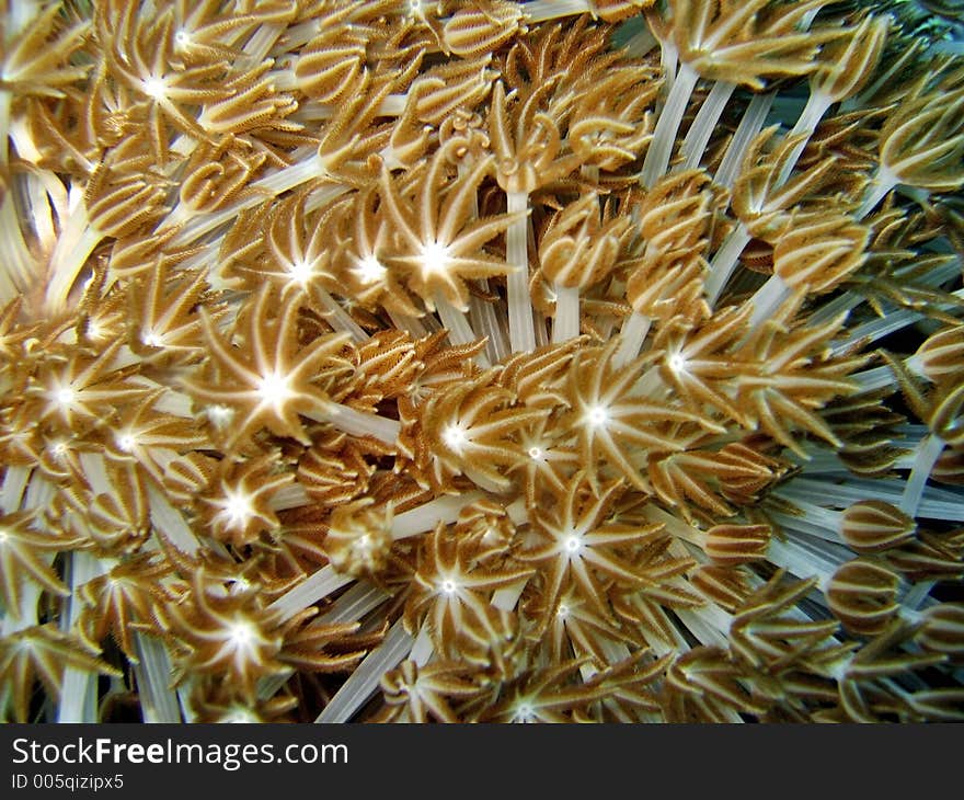 Coral Detail