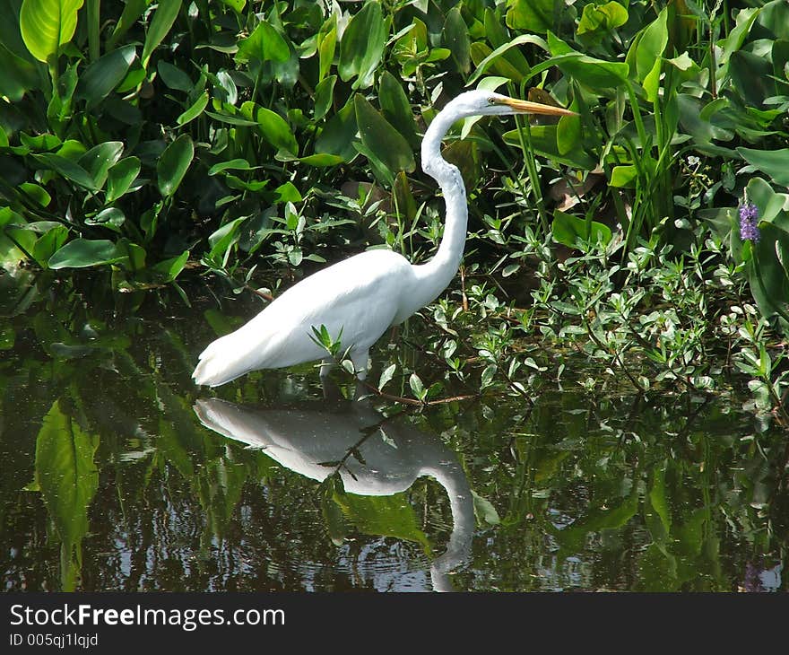 White Egret hunting his food along the banks in Central Park Nature Preserve, Largo, FL