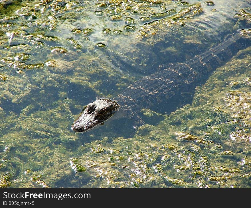 Alligator Sunning