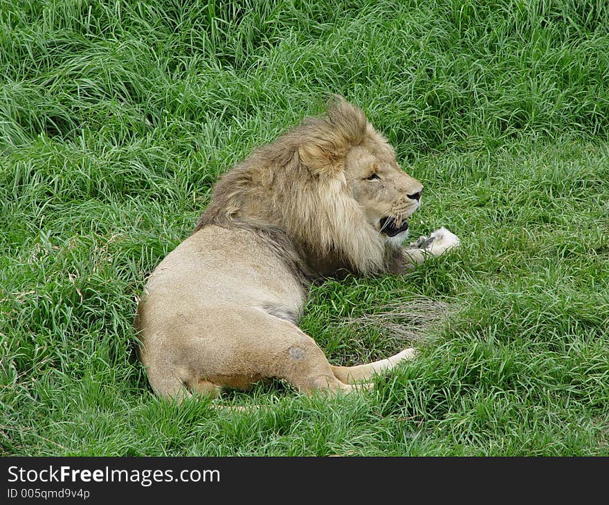 A lion lying on grass at the zoo. A lion lying on grass at the zoo