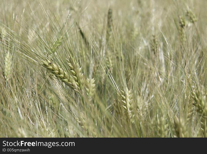 Cornfield with weaht in detail, germany. Cornfield with weaht in detail, germany