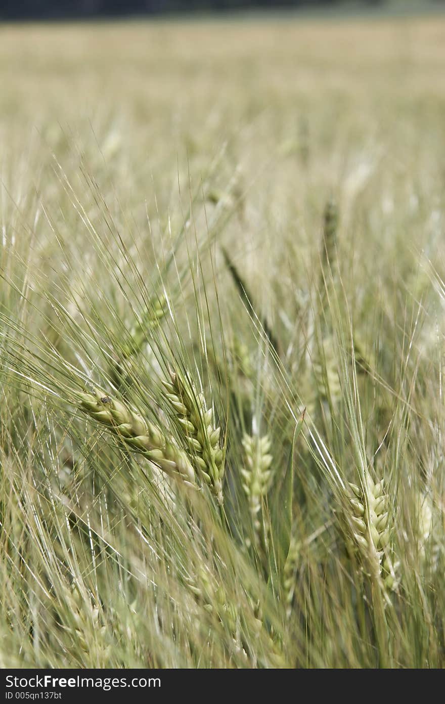 Wheat in detail - portrait