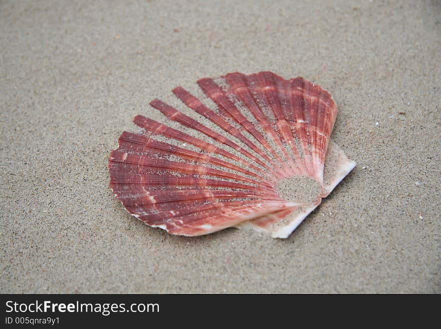 Seashell on the beach