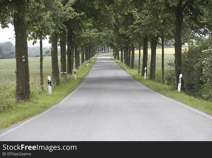 Tree-lined walk in germany. Tree-lined walk in germany