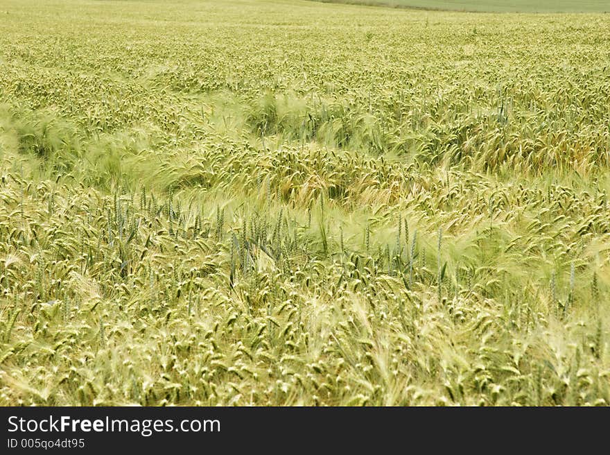 Cornfield with wheat in germany. Cornfield with wheat in germany