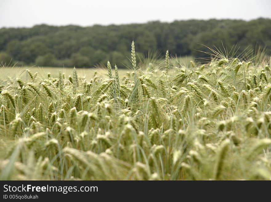 Cornfield with wheat in germany. Cornfield with wheat in germany