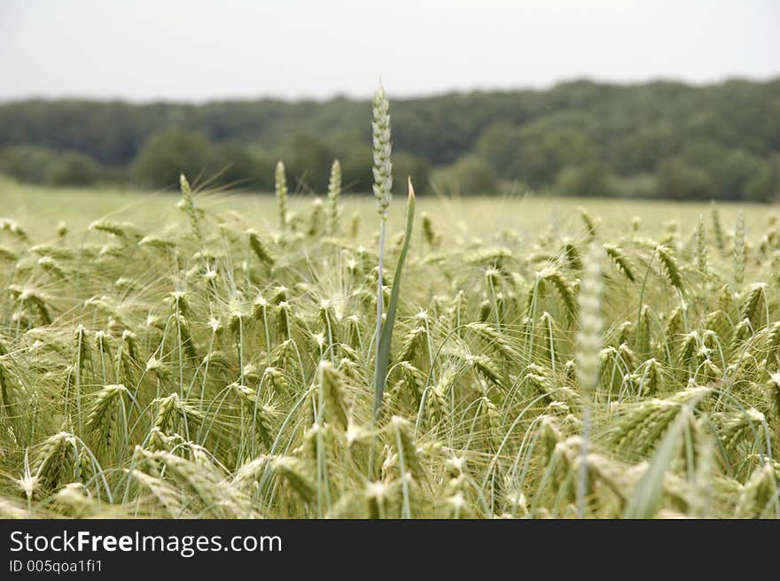 Cornfield with wheat in germany. Cornfield with wheat in germany