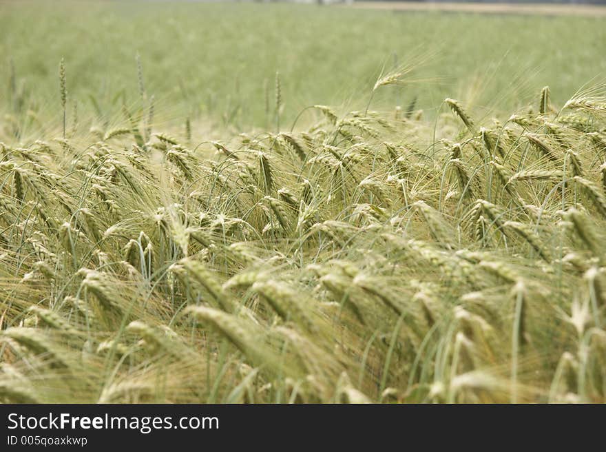 Cornfield with wheat in germany. Cornfield with wheat in germany