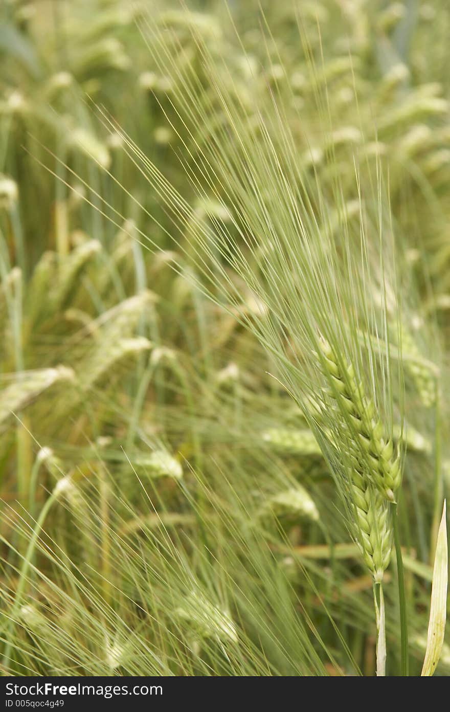 Cornfield with wheat in germany. Cornfield with wheat in germany